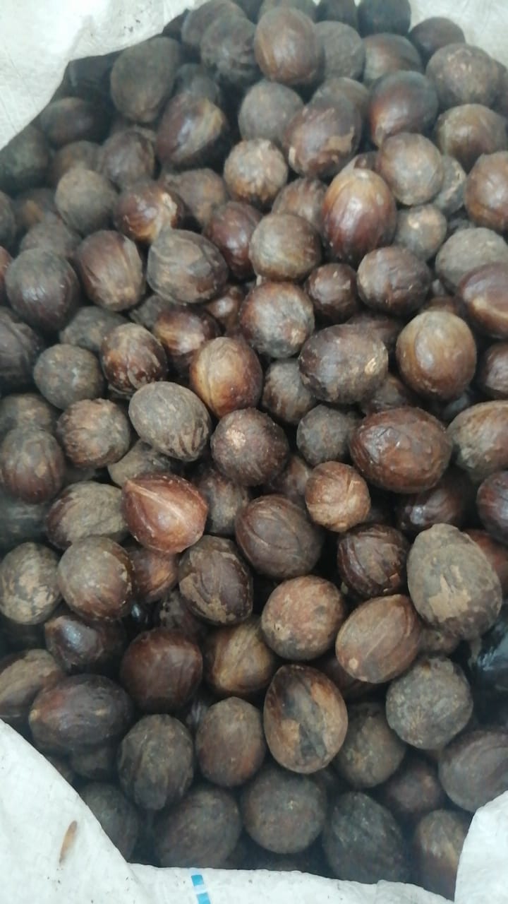 Nutmeg in shell (Myristica fragrans)